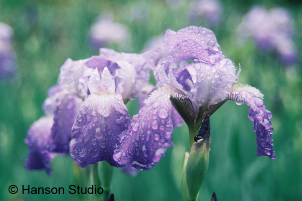 Iris and Raindrops